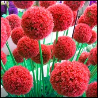 Allium zwiebeln,Winterhart Mehrjährig,allium giganteum zwiebeln,Dekoration verwendet,werden zur Verschönerung,allium globemaster,haben eine lange Blütezeit,Allium caeruleum.-3zwiebeln-E