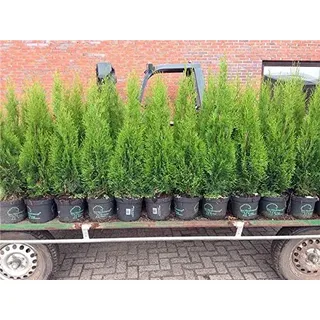 Edel Thuja Smaragd immergrüner Lebensbaum Heckenpflanze Zypresse im Topf gewachsen 100-120cm (15 Stück)