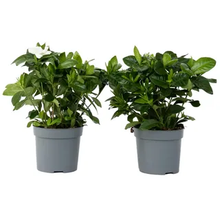 Plant in a Box - Gardenia Jasminoides - Höhe 20-30cm