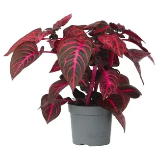 Plant in a Box - Iresine herbstii - Höhe 20-30cm