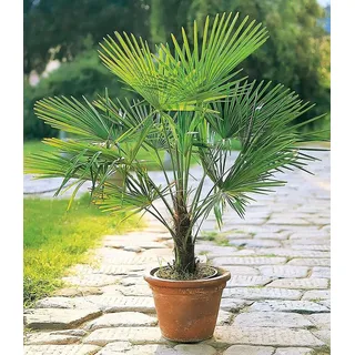 BALDUR Garten Kübel-Palme Trachycarpus fortunei