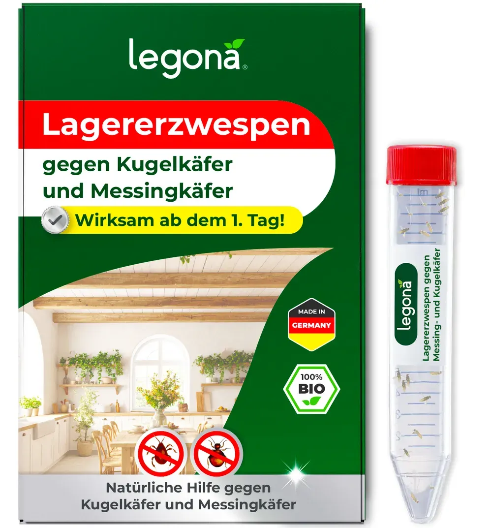 Lagererzwespen gegen Kugelkäfer & Messingkäfer