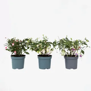 Plant in a Box - Fuchsie - 3 - Fuchsia magellanica – Höhe 10-20cm – Topf 9cm