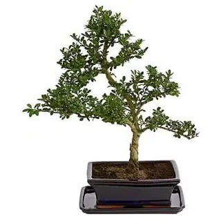 Outdoor-Bonsai Japanische Stechpalme - Ilex crenata, Dunkelgrün