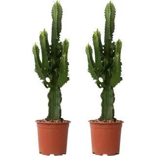 Cowboy-Kaktus - 2 Stk - Euphorbia ingens - Höhe 50-60cm - ⌀17cm - Grün