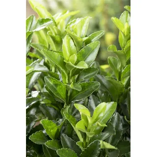 Pflanzen Für Dich Euonymus japonicus 'Green Spire' p 0,5 10- 15