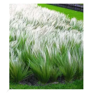 BALDUR Garten Mädchenhaargras Federgras, 3 Pflanzen Engelshaargras winterhart Garten-Ziergräser, winterharte Staude, trockenresistent, mehrjährig, blühend, Stipa borysthenica