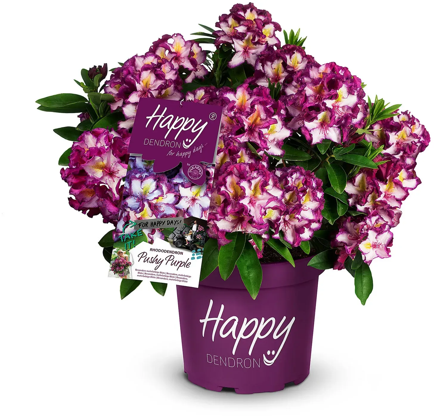 Tchibo - Rhododendron Hybride »Happy Dendron« Pushy Purple - weiß