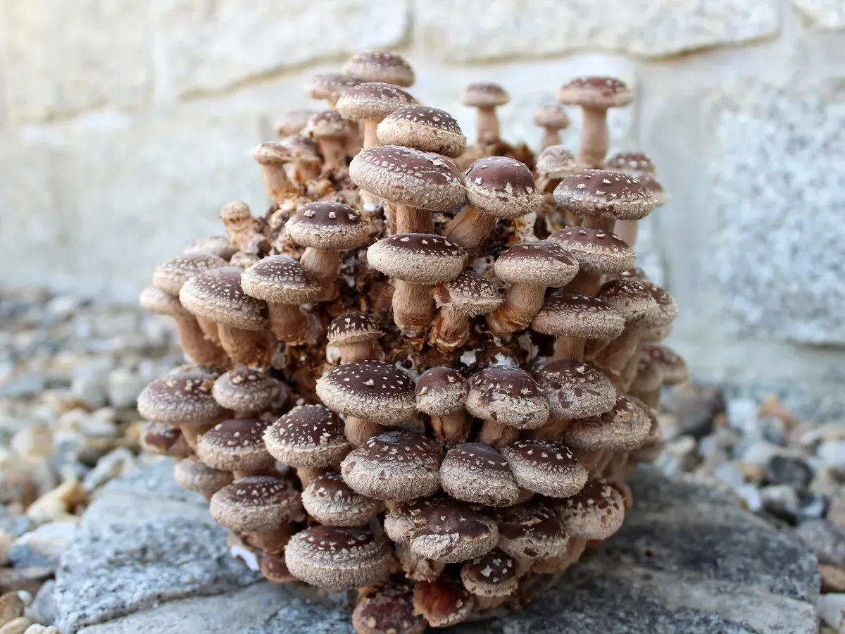 Bio Pilzzucht-Pärchen 2 Sorten ein Set" Kräuterseitling + Shiitake"