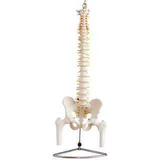 Anatomie Modell Skelett Wirbelsäule Lebensgroß mit Becken Wirbelsaeule Menschlicher Körper Medizin Model Beckenmodell Skelettmodell Bandscheibenvorfall MedMod