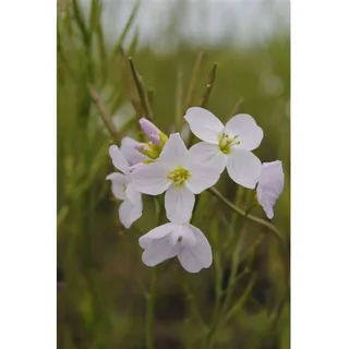 Pflanzen Für Dich Cardamine pratensis, Wiesenschaumkraut, ca. 9x9 cm Topf