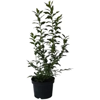 Hortblue Petite ® Heidelbeere Balkonheidelbeere Balkonobst Blaubeere 30-40 cm
