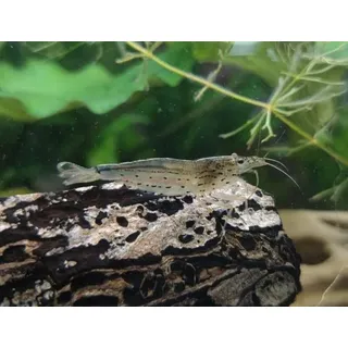 Amano Garnele - Caridina multidentata 20 Stück