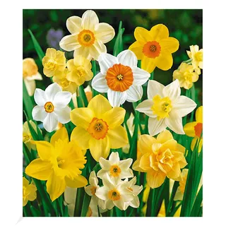 BALDUR Garten 100 Tage-Narzissen-Mix,25 Zwiebeln Narcissus, Osterglocken, Blumenzwiebeln, pflegeleicht, blühend, haltbare Schnittblume, Dauerblüher,
