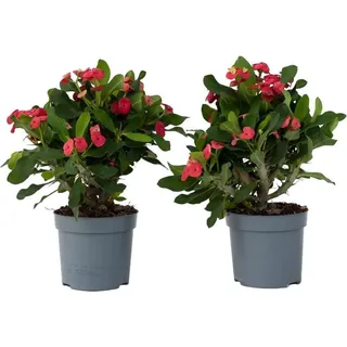 Plant in a Box - 2 Stk - - Höhe 25-35cm 13cm