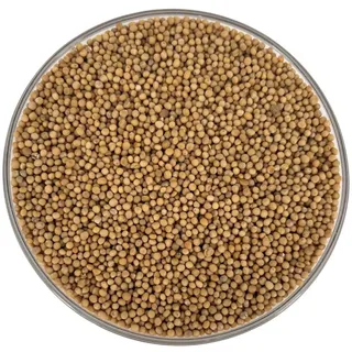 Senfsaat gelb ganz Senfkörner Senf Werksverkauf - 10 kg