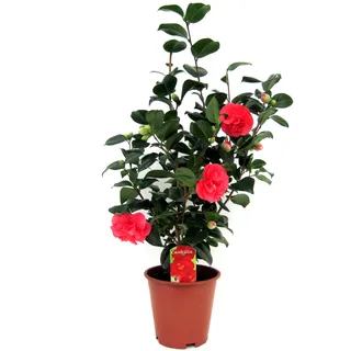 Plant in a Box - Japanische Rose - Camellia japonica 'Lady Campbell' - Höhe 60-70cm - Topf 19cm