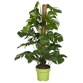 Piardino Fensterblatt  (Monstera deliciosa am Moosstab, Topfgröße: 24 cm)