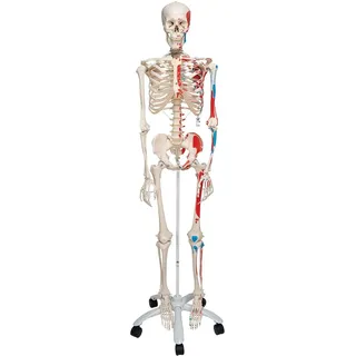 3B Scientific® Menschliches Anatomie-Skelett – Lebensgroßes Mini-Modell mit abnehmbarem Schädel, flexiblen Gelenken, Ständer + Smart Anatomy App (5 Jahre Garantie)