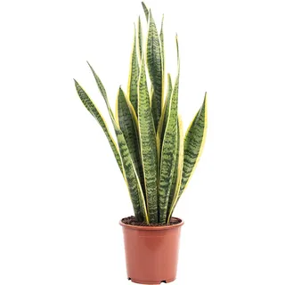 Sansevieria trifasciata 'Laurentii' – Robuster Bogenhanf, Luftreiniger, 40 cm hoch, Topf-Ø 14 cm