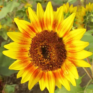 Luojuny Sonnenblumenkerne, 100 Stück/Beutel, Sonnenblumenkerne, gute Ernte, fruchtbar, umweltfreundlich, pflegeleicht, Helianthus-Samen für den Garten Sonnenblumenkerne
