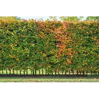 15st. Hainbuchen 160-200cm ohne Topf gemessen Heckenpflanzen Carpinus betulus Hecke Weißbuche Gartenhecke Hainbuche Heckenpflanzen