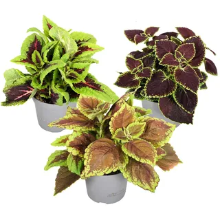 Plant in a Box - Brennnessel - 3 Stk - Plectranthus scutellarioides - Höhe 25-40cm - Topf 13cm
