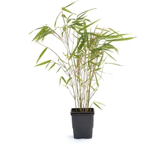 Bambus Fargesia rufa winterhart, immergrün und schnell-wachsend, 30/40 cm hoch, im Topf (1)