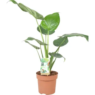 Piardino Alocasia cucullata, Grün