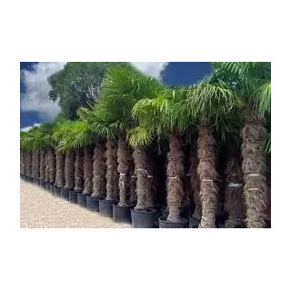Chinesische Hanfpalme - Trachycarpus fortunei - Winterharte Palme - Palmen - ca 180cm