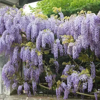 Bloomique - Wisteria Sinensis Prolific - Blauregen Kletterpflanze - Blau - Kletterpflanzen - Gartenpflanzen - Winterhart - Höhe 50-70 cm - Topf 15 cm