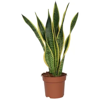 Plant in a Box - Sansevieria Laurentii Höhe 60-70cm - Topf 17cm