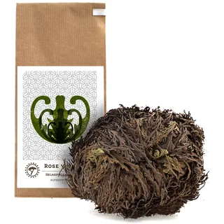YAKEBA | Rose von Jericho | Groß | Selaginella lepidophylla | Papiertüte | Perfekte Deko Pflanze als Terrarium Zubehör oder für Ihr Flaschengarten Glas | Pflanze ins Glas und schon wird sie grün...
