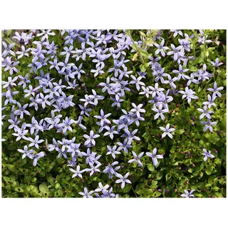 Stauden Gänge 10 x Isotoma fluviatilis 'Dunkelblau' (Winterhart/Staude/Bodendecker/Mehrjährig/Stauden) Blauer Bubikopf/Gaudich - Dauerblüher - Tiefblau sanft und bezaubernd - Rasenersatz