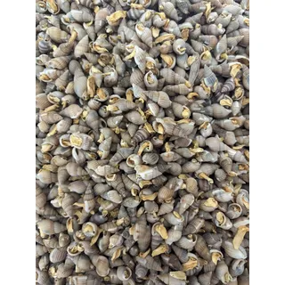 Futterschnecken getrocknet für Kugelfische Krebse Schildkröten Schlangen (1000 Gr)