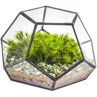 NCYP 18x18x12,5 cm Kleines geometrisches Terrarium aus Glas mit Tür, Schwarzer Pentagon-Übertopf für Sukkulenten, Luftpflanzen handgefertigt Home Garden Büro Tischdekoration (nur Terrarium)