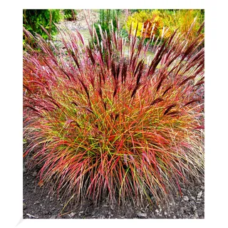 BALDUR Garten Chinaschilf "Red Chief" 1 Pflanze, Miscanthus sinensis winterharte Staude, Chinagras, trockenresistent, mehrjährig, Wasserbedarf gering, für Standort in der Sonne geeignet, blühend