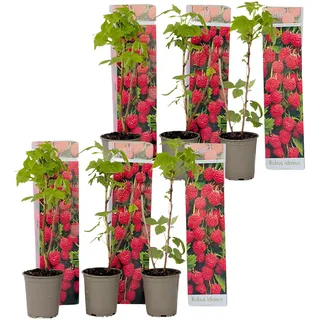Plant in a Box - 6 Stk - Rubus ideaus 'Autumn Bliss' - Höhe 25-40cm - Topf 9cm
