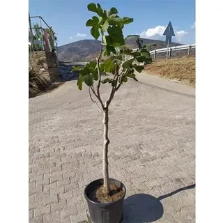 Feige Brown Turkey Stämmchen 100-120 cm - Ficus carica 'Brown Turkey' - mittelfrühe Sorte