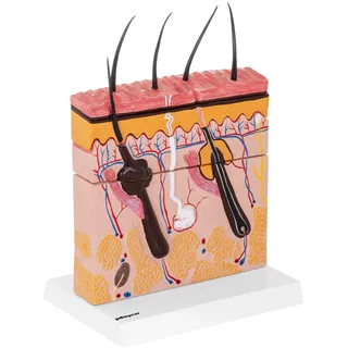 physa Haut Anatomie Modell PHY-SM-4