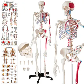tectake® Skelett, lebensgroß und detailgetreu, farblich markierte Bereiche sowie Muskelnummerierung, inklusive Anatomieposter