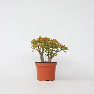 Plant in a Box - Jadepflanze - Crassula ovata 'Sunset' - Höhe 30-35cm - Topf 17cm