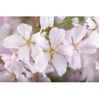 Pflanzen Für Dich Prunus kurilensis 'Brillant', Zierkirsche rosa Blüten, 60–80 cm