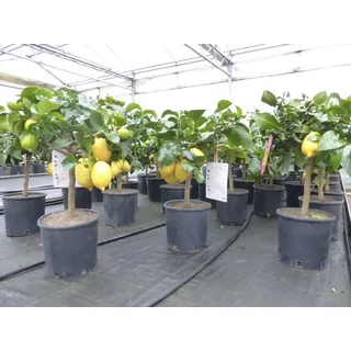 grünwaren Grünwaren: echter Zitronenbaum 50 - 70 cm Zitrone Citrus Limon Zitruspflanze