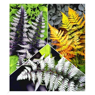 BALDUR Garten Winterharte Japanische Schmuck-Farn-Kollektion, 3 Pflanzen Dryopteris, Athyrium Gartenfarn, winterharte Staude, mehrjährig, pflegeleicht