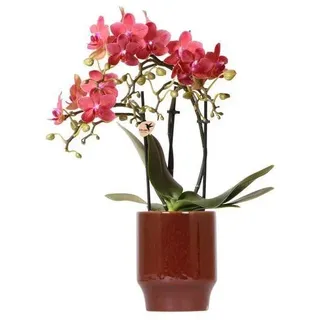 Phalaenopsis Orchidee Congo Rot + Topf Classy Rot Ø9cm - Zimmerpflanze