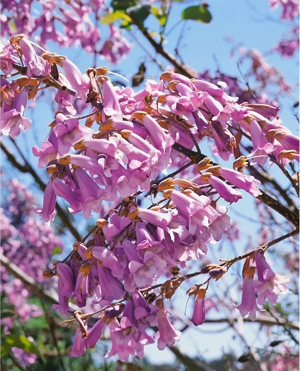 Paulownia Tomentosa Blauglockenbaum 150–200 cm