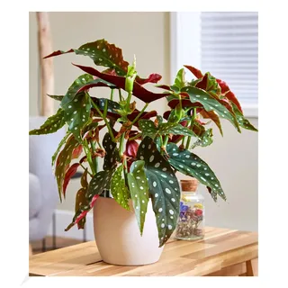 BALDUR Garten 1x Forellenbegonie Maculata, groß, Pflanze im 14 cm-Topf, Grünpflanze, Blickfang, mehrjährig - frostfrei halten, für Standort im Schatten geeignet, Begonia maculata