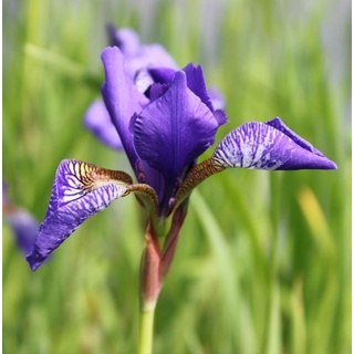 Wasserpflanzen Wolff - Iris versicolor - Amerikanische Sumpfiris - Sumpfschwertlilie, blau - QUALITÄTSSTAUDE im 9er Topf - durchwurzelt
