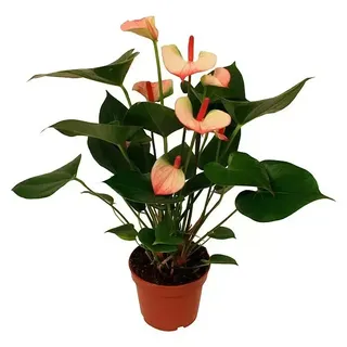 Piardino Flamingoblume Hot Lips  (Anthurium x andreanum Hot Lips, Topfgröße: 12 cm, Rot/Weiß)